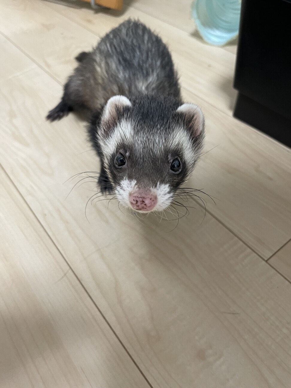 フェレット 大切にしてくださる方お願いします サムネイル2