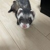 フェレット 大切にしてくださる方お願いします サムネイル2