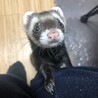 フェレット 大切にしてくださる方お願いします サムネイル3