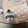 フェレット 大切にしてくださる方お願いします サムネイル4