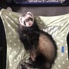 フェレット 大切にしてくださる方お願いします サムネイル5