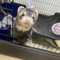 フェレット  大切にしてくれる方お願いします