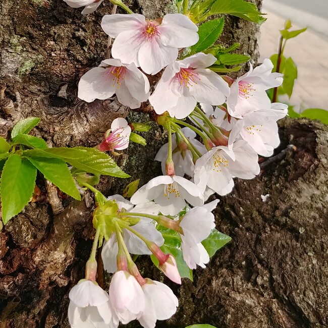 みみさくらのカバー写真