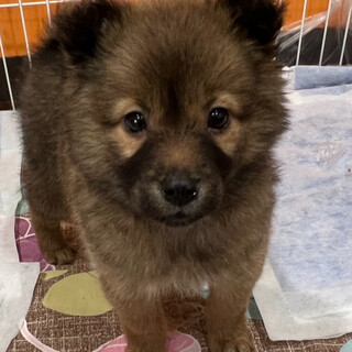 ３月３１日都内譲渡会参加⭐︎れんちゃん