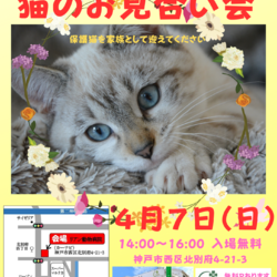 ゆったりほっこりする猫のお見合い会