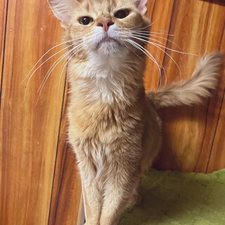 ソマリ！人馴れした甘えたさん