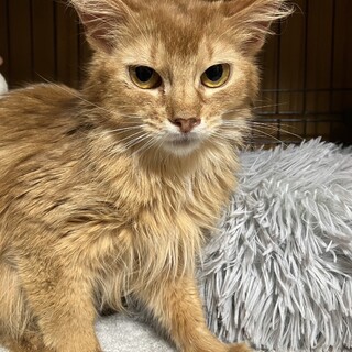 ソマリ！若く可愛い子です