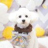 里親募集中 サムネイル2