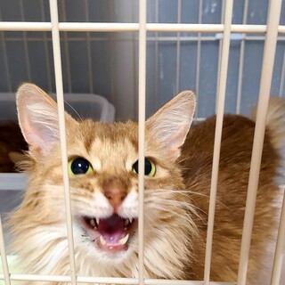 ソマリ！人が好きな甘えたさんです