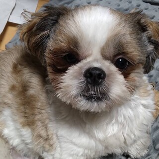 シー・ズー犬　人懐こい可愛い子です。