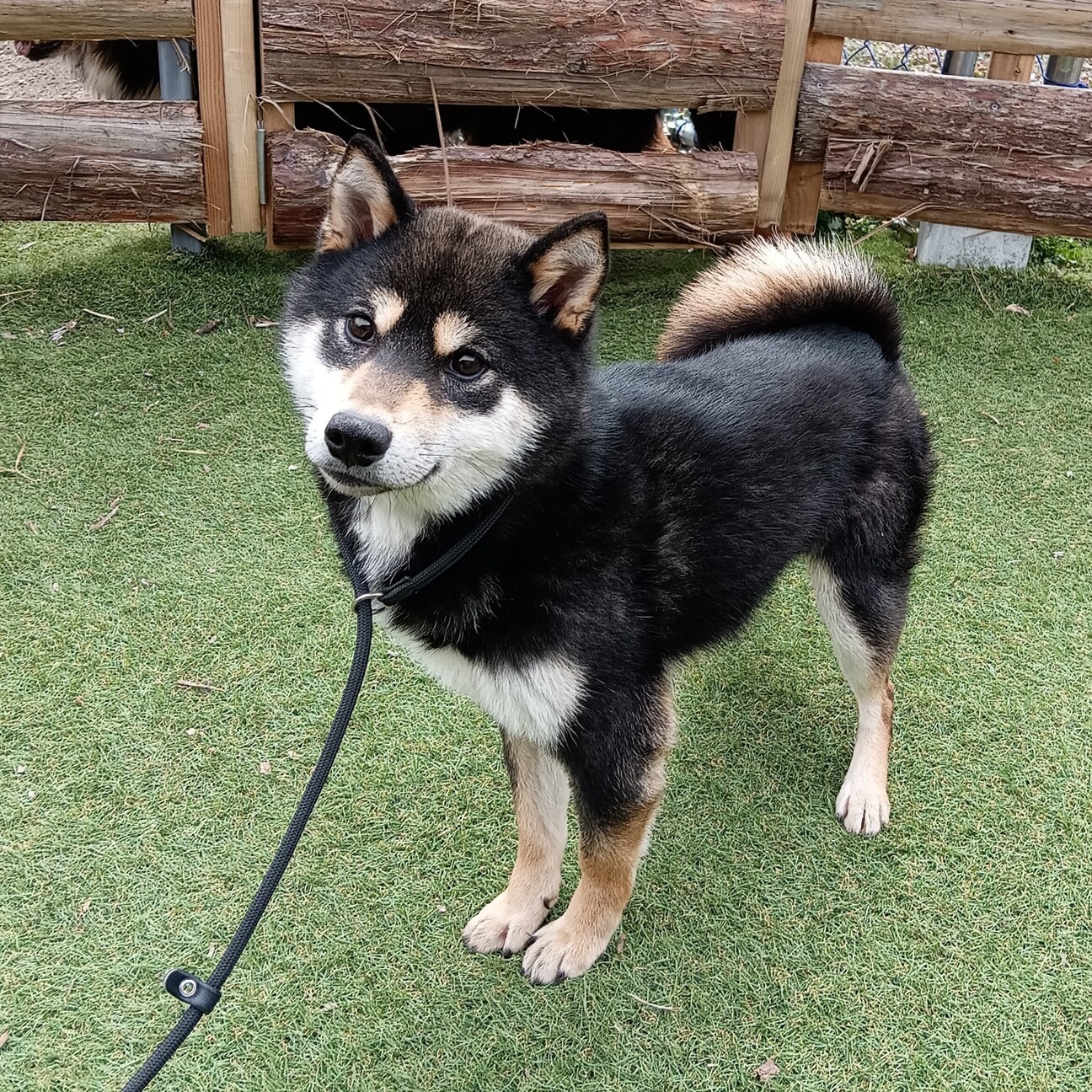 柴犬/9ヶ月黒の男の子」長野県 - 犬の里親募集(485813) :: ペットのおうち【里親決定30万頭！】