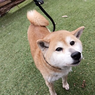 可愛らしい柴犬女の子です