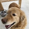 ゴールデン　男の子 サムネイル3