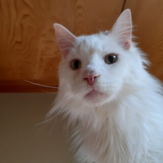 メインクーン兄