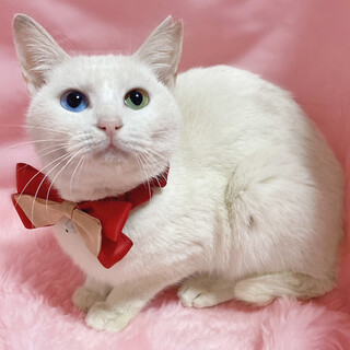 オッドアイ！白猫の子猫『...」東京都 - 猫の里親募集(485839 