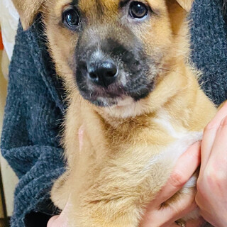 茶色ーズ　　ねねちゃん