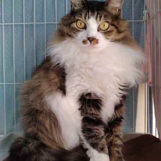 人慣れ抜群！キジ白もふちゃん♡