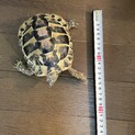 ヘルマンリクガメ
