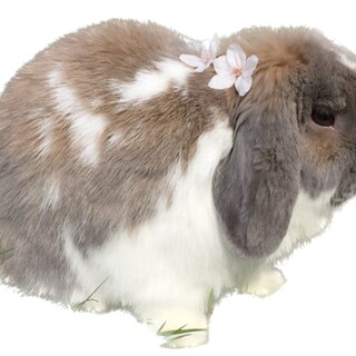 ホーランドロップ　オス　5歳　去勢済