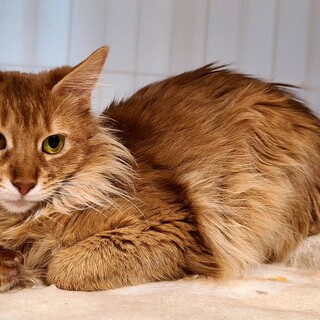 ソマリ！甘えたさんで可愛い子