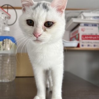 頭の「ハ」がトレードマーク  ハちゃん