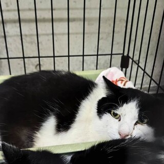 飼い主持込・処分対象‼兄弟で安心できるおうち希望