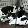 飼い主持込・処分対象‼兄弟で安心できるおうち希望 サムネイル2
