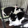 飼い主持込・処分対象‼兄弟で安心できるおうち希望 サムネイル3