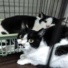 飼い主持込・処分対象‼兄弟で安心できるおうち希望 サムネイル5