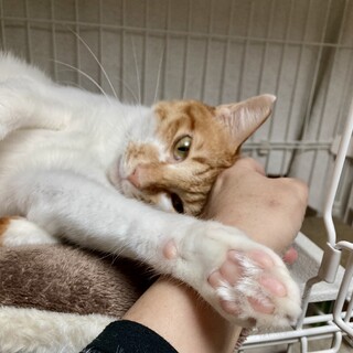 お利口さんでシャイな茶白の男の子