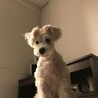 ホワイトミニチュアシュナウザー❕ サムネイル2
