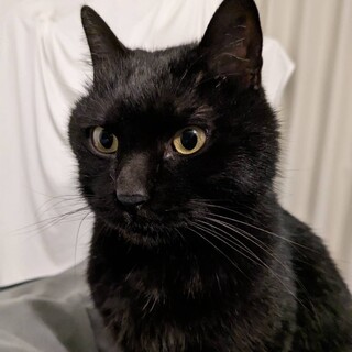 【急募】黒猫のろく。最後まで一緒にいたかった愛猫。
