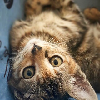 とっても怖がりなのに好奇心旺盛なお転婆 さらちゃん