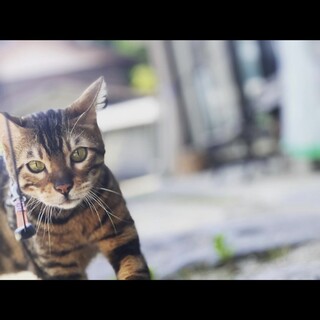 ベンガル猫　オス　とても元気で甘えん坊！！