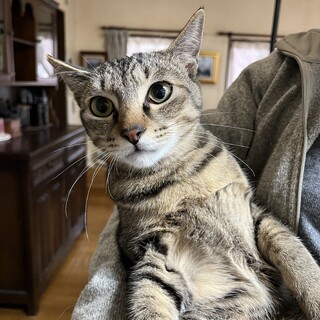 イケメンなのに甘えん坊・キジトラのエスくん