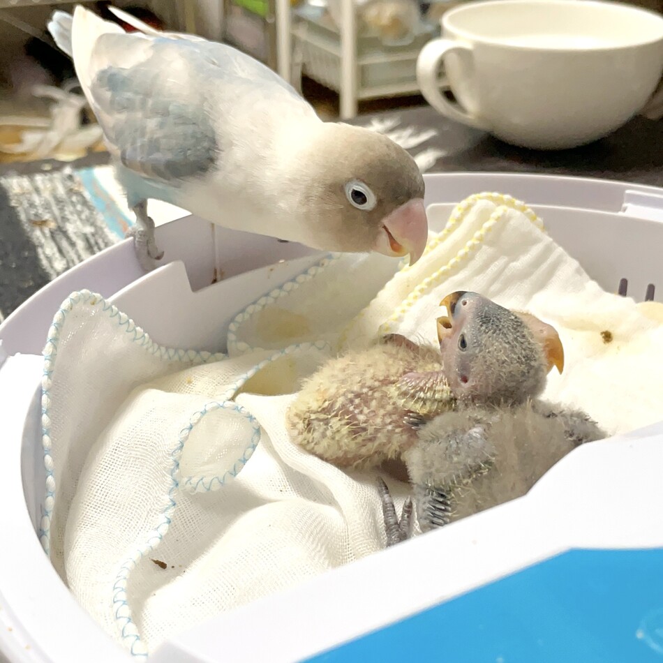 ドンのカバー写真