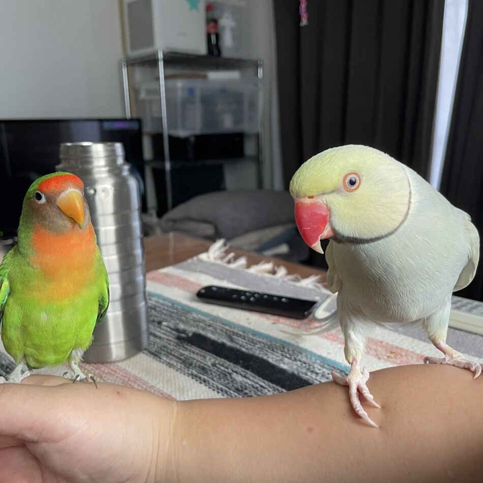 ぎょろめのカバー写真