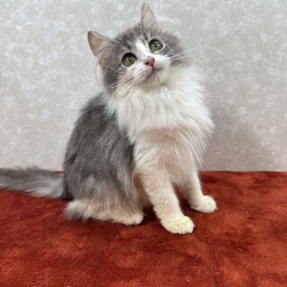 姉妹で参加‼️のんびり屋で甘えっ子姉の❤銀音