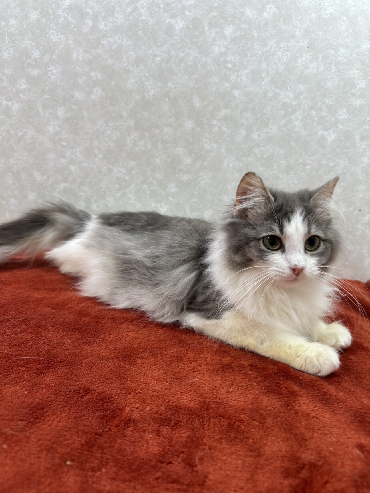 ラリック猫 ネコのクリスタル 里親募集 銀 - 置物