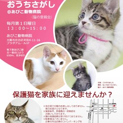 第54回☆ねこのおうちさがし@あびこ動物病院　(※猫慣れしたうさぎも参加予定)