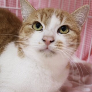 【5/26東銀座】たんぽぽちゃん9ヵ月半♪