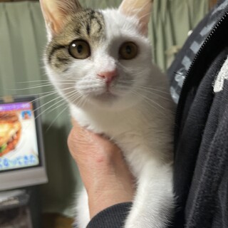 白地にちょびトラ⭐︎カギしっぽ7ヶ月の女の子