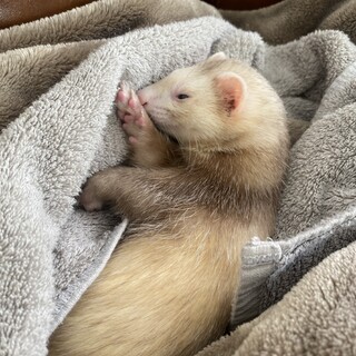 代わりにフェレットを育ててくれる方募集します。