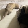 代わりにフェレットを育ててくれる方募集します。 サムネイル3