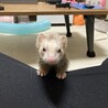 代わりにフェレットを育ててくれる方募集します。 サムネイル4