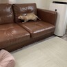 代わりにフェレットを育ててくれる方募集します。 サムネイル5