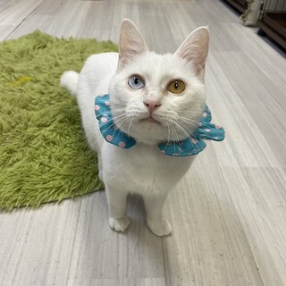 【4/28東銀座】アクアくん★１歳半♪