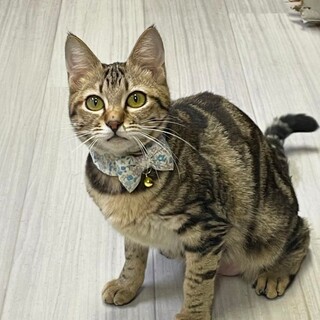 【4/14東銀座】メルちゃん★5ヵ月♪