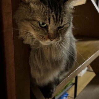 12歳猫ちゃん里親見つかりました。