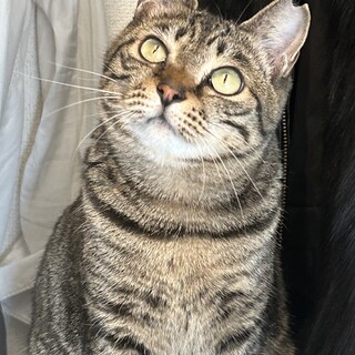 【3/31東銀座】ビビちゃん★2歳♪